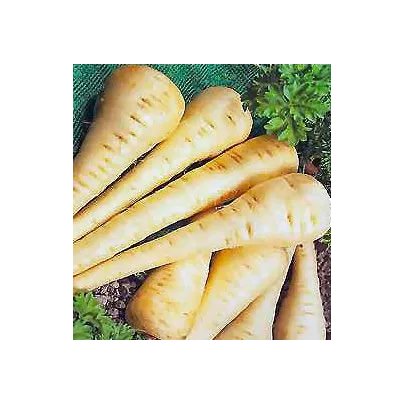 Paštrnák siaty Gladiator F1 - Pastinaca sativa - semená - 100 ks