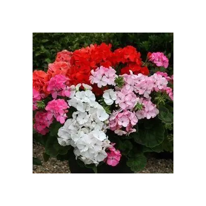 Muškát Paintbox zmes farieb - Pelargonium hybrids - semená - 8 ks