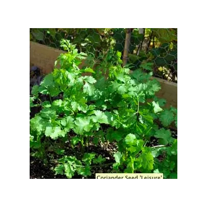 Koriander siaty Leisure - Coriandrum sativum - semená - 100 ks