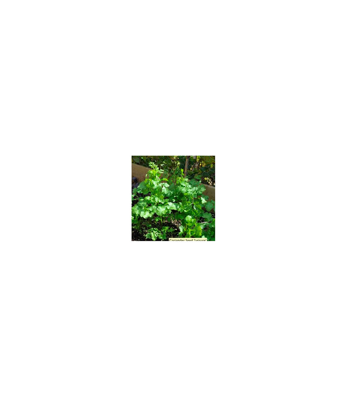 Koriander siaty Leisure – Coriandrum sativum – semená