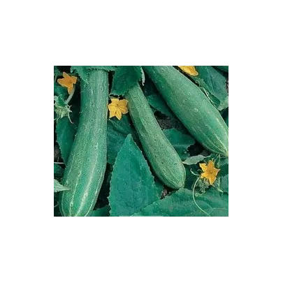 Šalátová uhorka - Cucumis sativus - semená - 25 ks