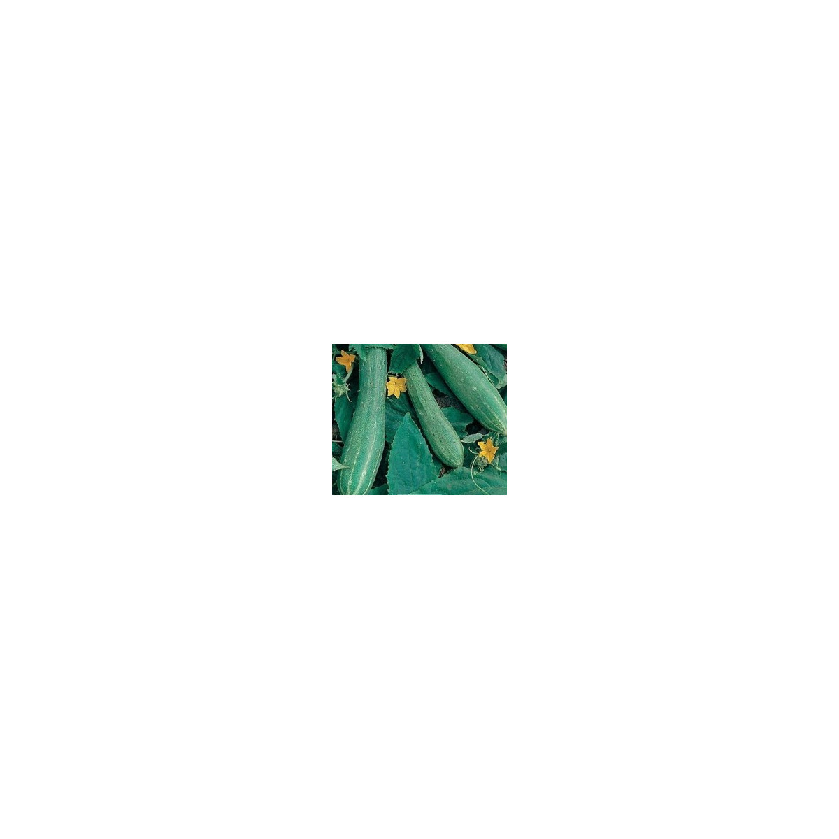 Šalátová uhorka - Cucumis sativus - semená - 25 ks