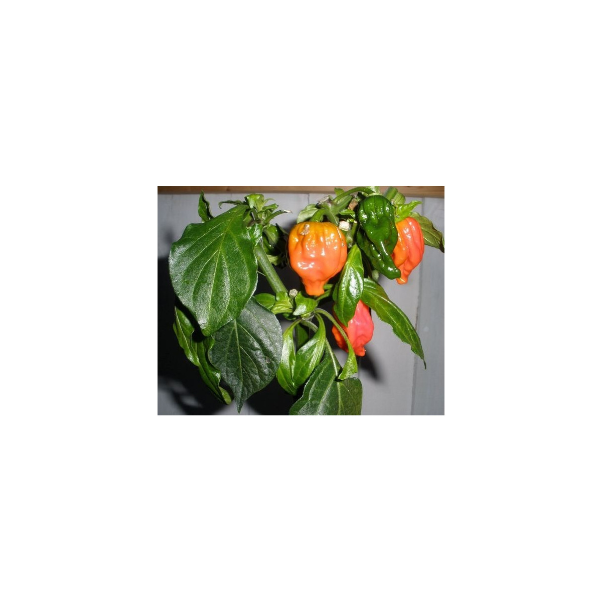 Chilli Dorset Naga - Capsicum chinense - semená - 6 ks