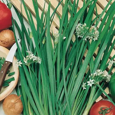 BIO Pažítka Polyfit - Allium - semená - 0,5 g