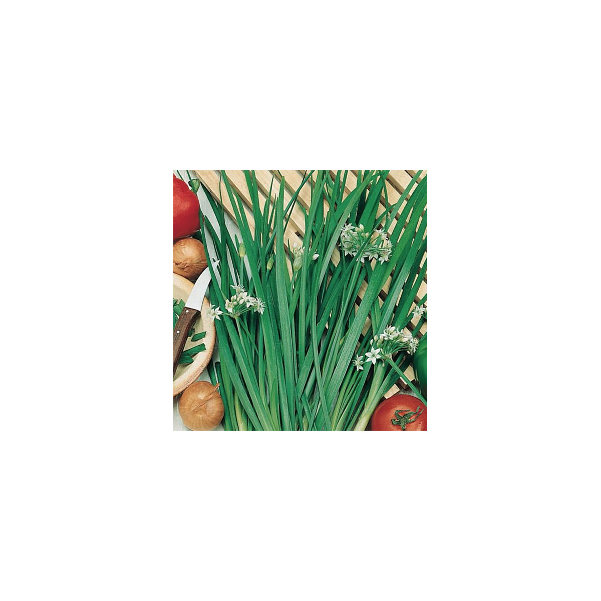 BIO Pažítka Polyfit - Allium - semená - 0,5 g