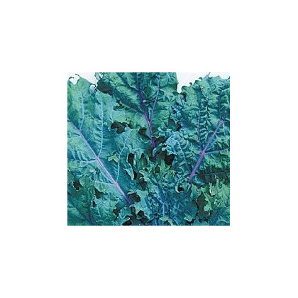 Kaleráb červený ruský - Brassica oleracea - semená - 0,5 g