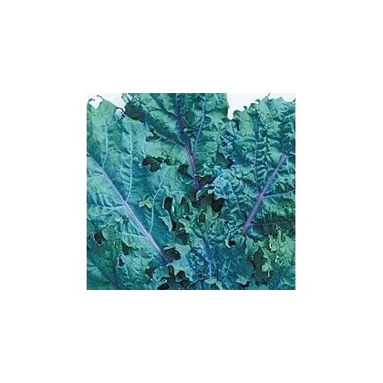 Kaleráb červený ruský - Brassica oleracea - semená - 0,5 g