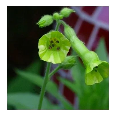 Tabak Juhoamerický - Nicotiana langsdorffii - semená - 25 ks