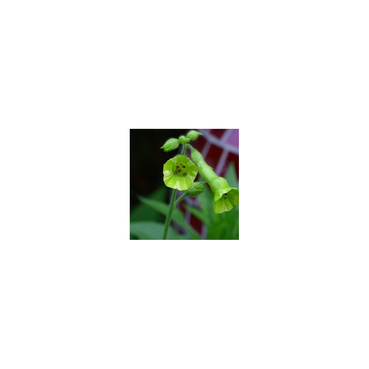 Tabak Juhoamerický - Nicotiana langsdorffii - semená - 25 ks
