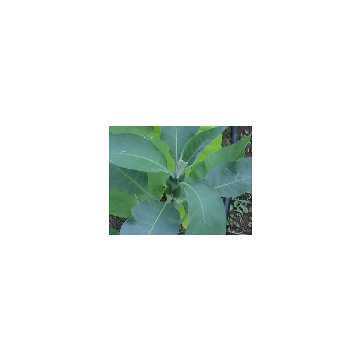 Tabak Madole - Nicotiana tabacum - semená - 20 ks