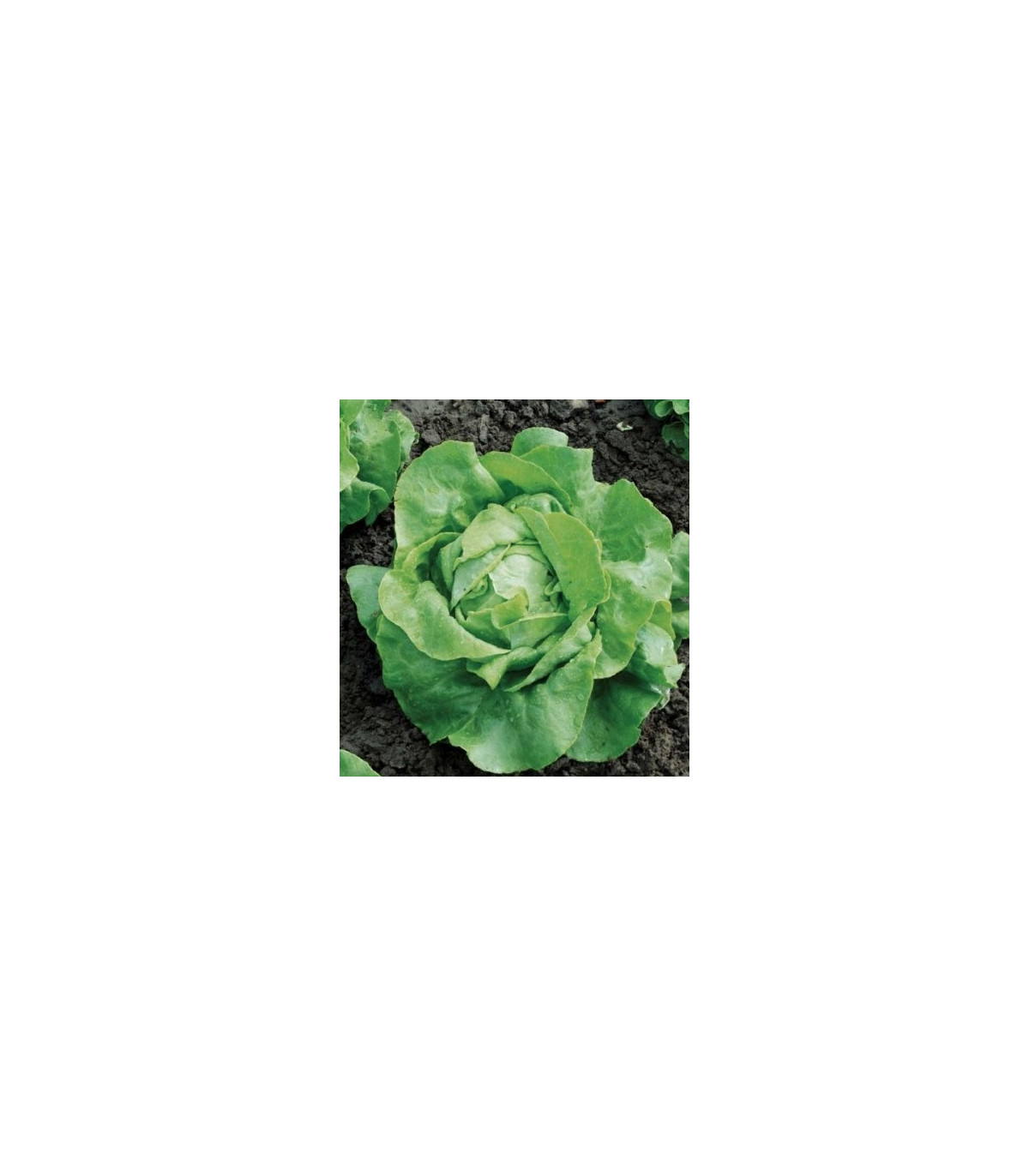 Šalát hlávkový Nel - Lactuca sativa - semená - 0,1 g