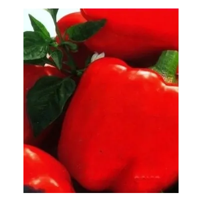 Paprika Merit - Capsicum annuum - semená - 20 ks