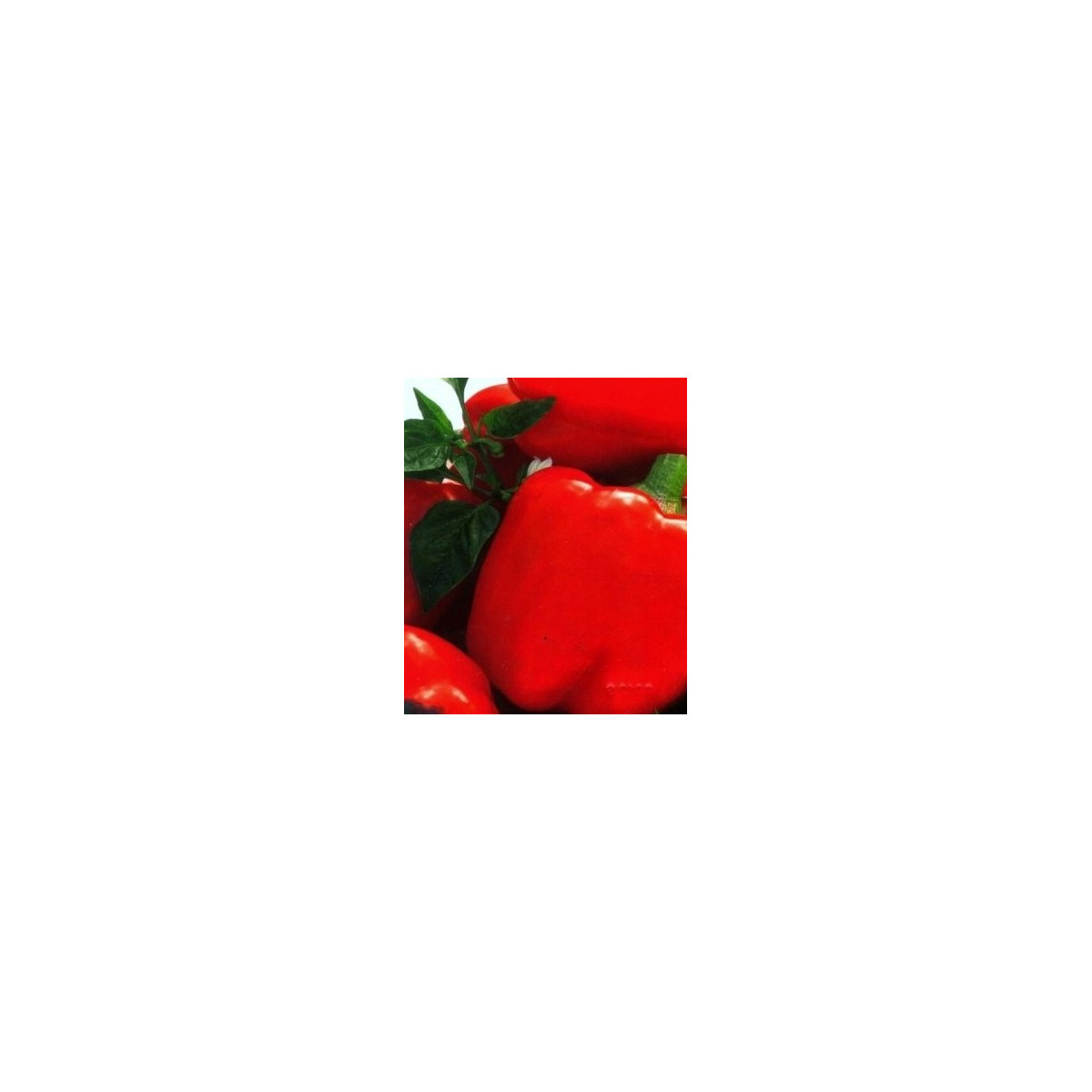 Paprika Merit - Capsicum annuum - semená - 20 ks