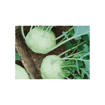 Kaleráb biely Lanro - Brassica oleracea - semená - 300 ks