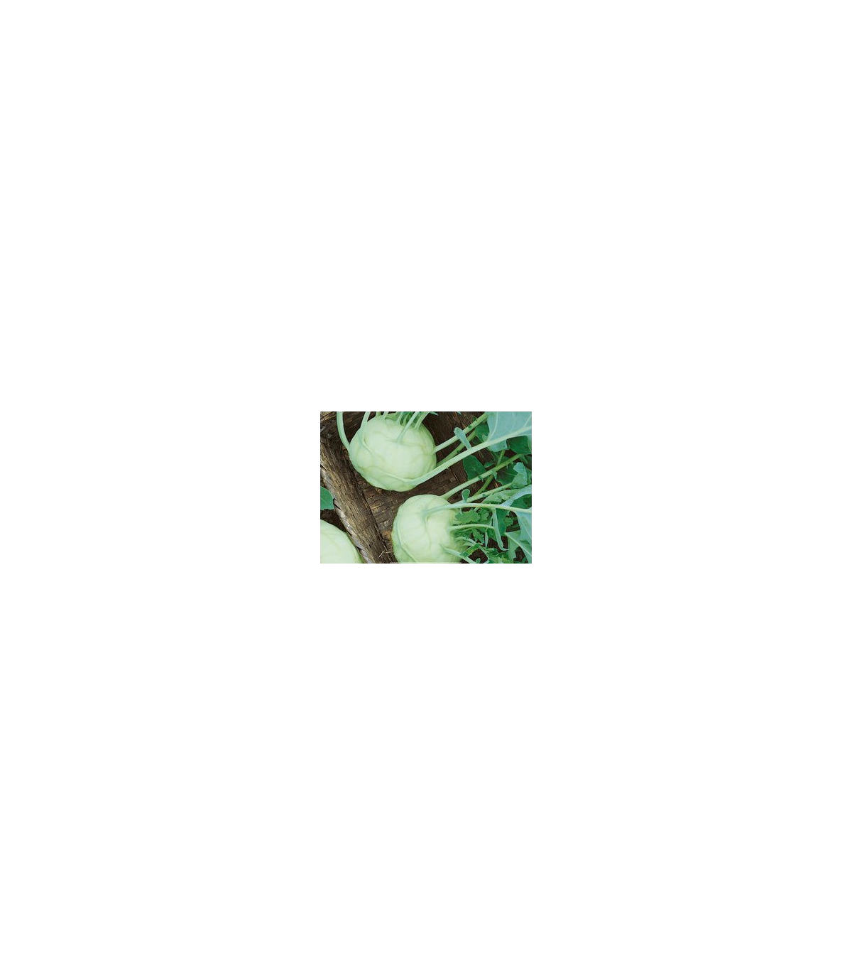 Kaleráb biely Lanro - Brassica oleracea - semená - 300 ks