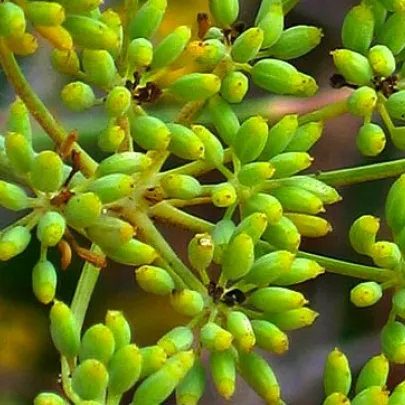 Fenikel obyčajný - Foeniculum vulgare - semená - 0,6 g