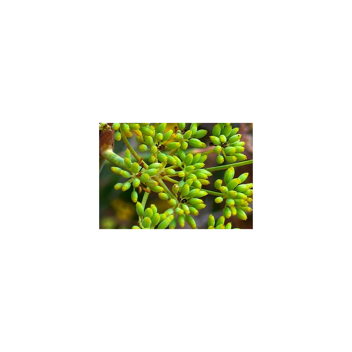 Fenikel obyčajný - Foeniculum vulgare - semená - 0,6 g