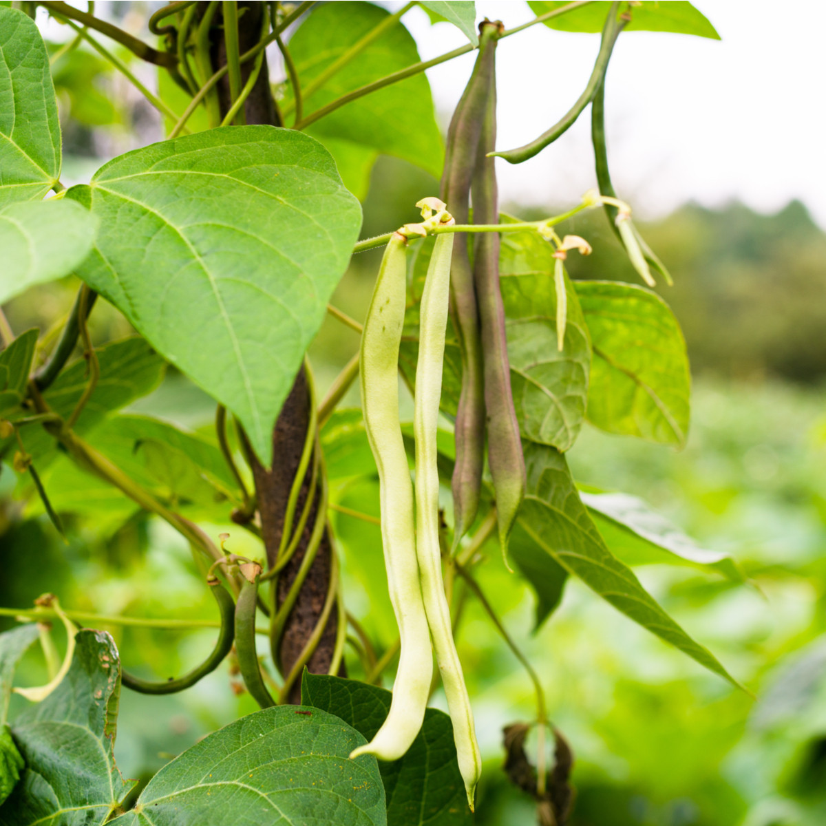 Fazuľa kolíková biela - Phaseolus vulgaris - semená - 2 g