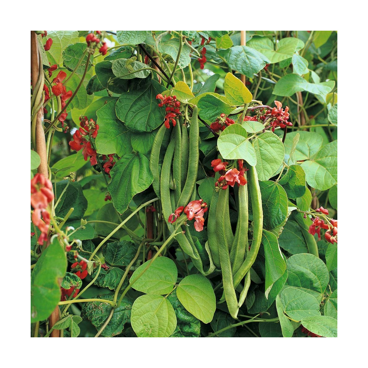 Fazuľa šarlátová Preis - Phaseolus coccineus - semená - 10 ks