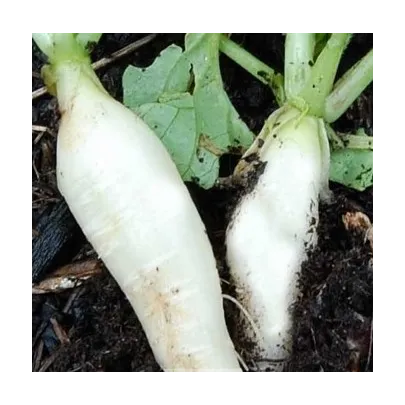 Reďkovka biela delikatesa - Raphanus sativus - semená - 60 ks