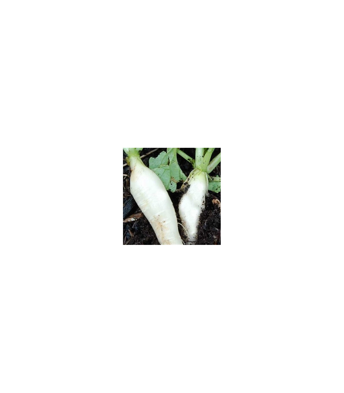 Reďkovka biela delikatesa – Raphanus sativus – semená