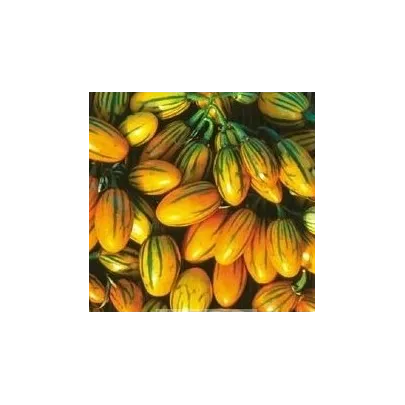 Baklažán pruhovaný - Solanum aethiopicum - semená - 6 ks