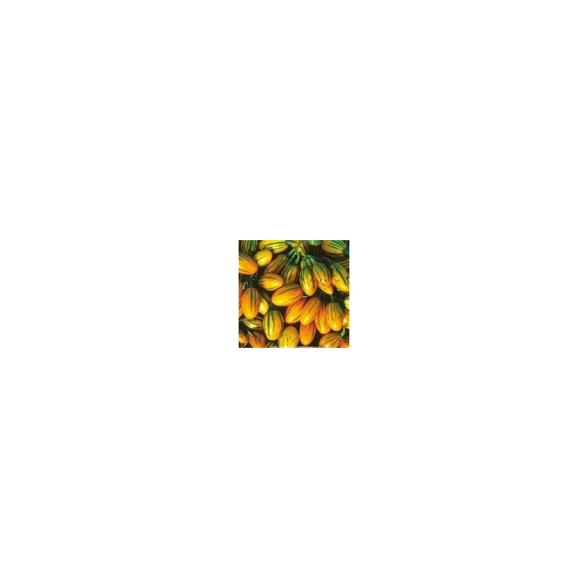 Baklažán pruhovaný - Solanum aethiopicum - semená - 6 ks