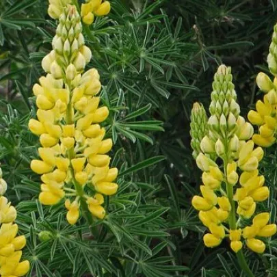 Vlčí bôb žltý - Lupina mnoholistá - Lupinus polyphyllus - semená - 30 ks