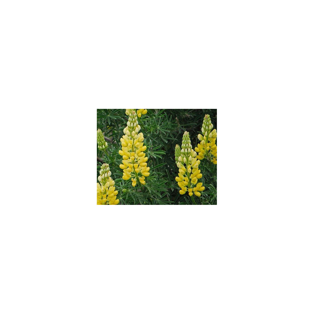 Vlčí bôb žltý - Lupina mnoholistá - Lupinus polyphyllus - semená - 30 ks