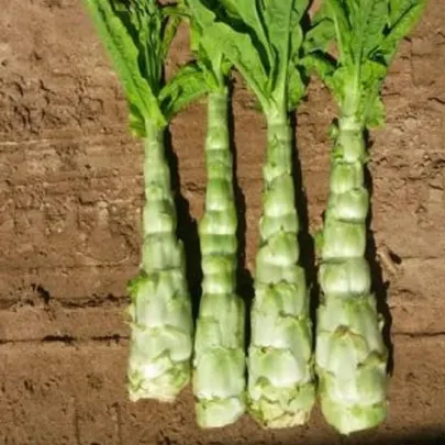 Povojník vodný - semená povojníka - Ipomoea aquatic - 15 ks