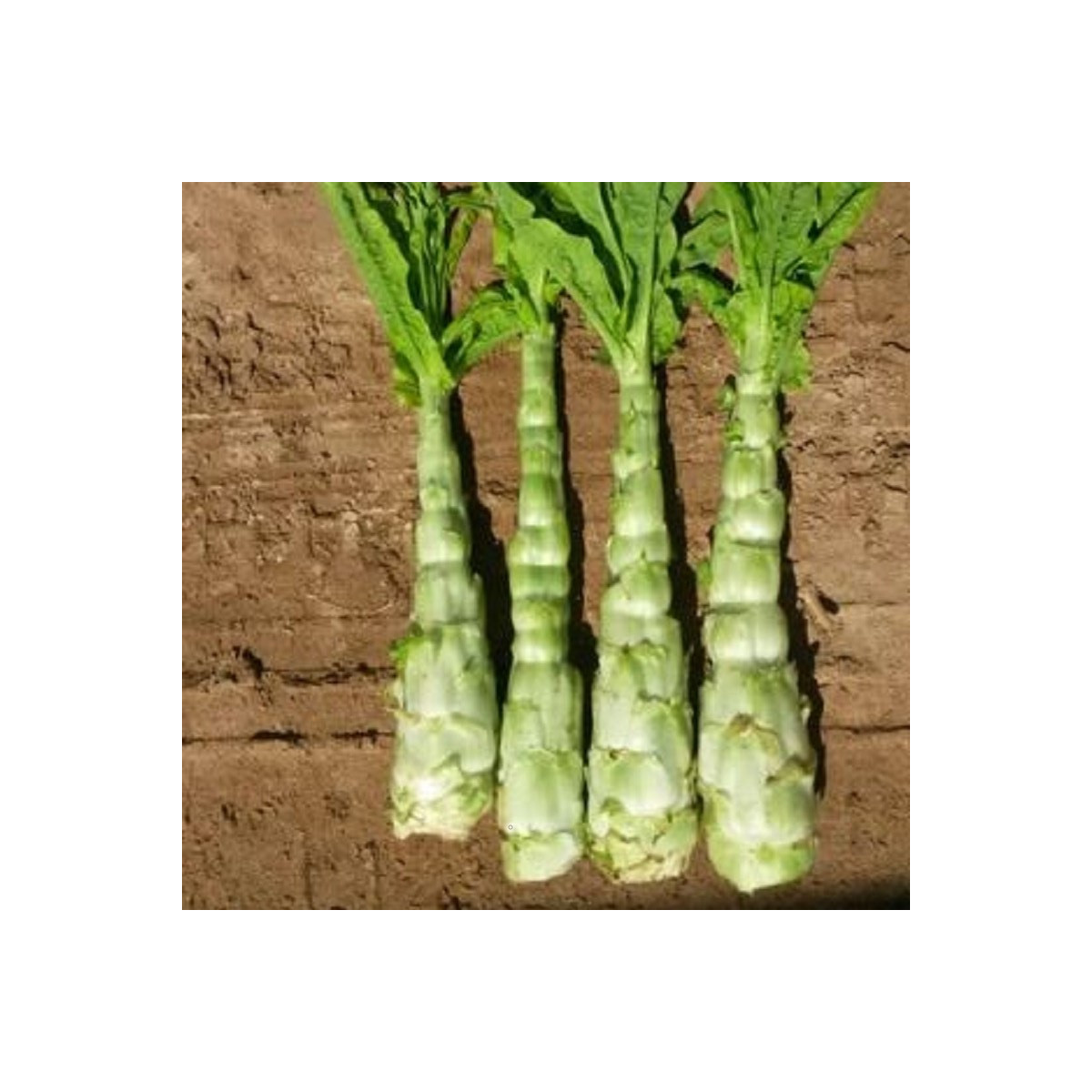 Povojník vodný - semená povojníka - Ipomoea aquatic - 15 ks