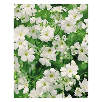 Gypsomilka ozdobná - Gypsophila elegans maxima alba - semená - 150 ks
