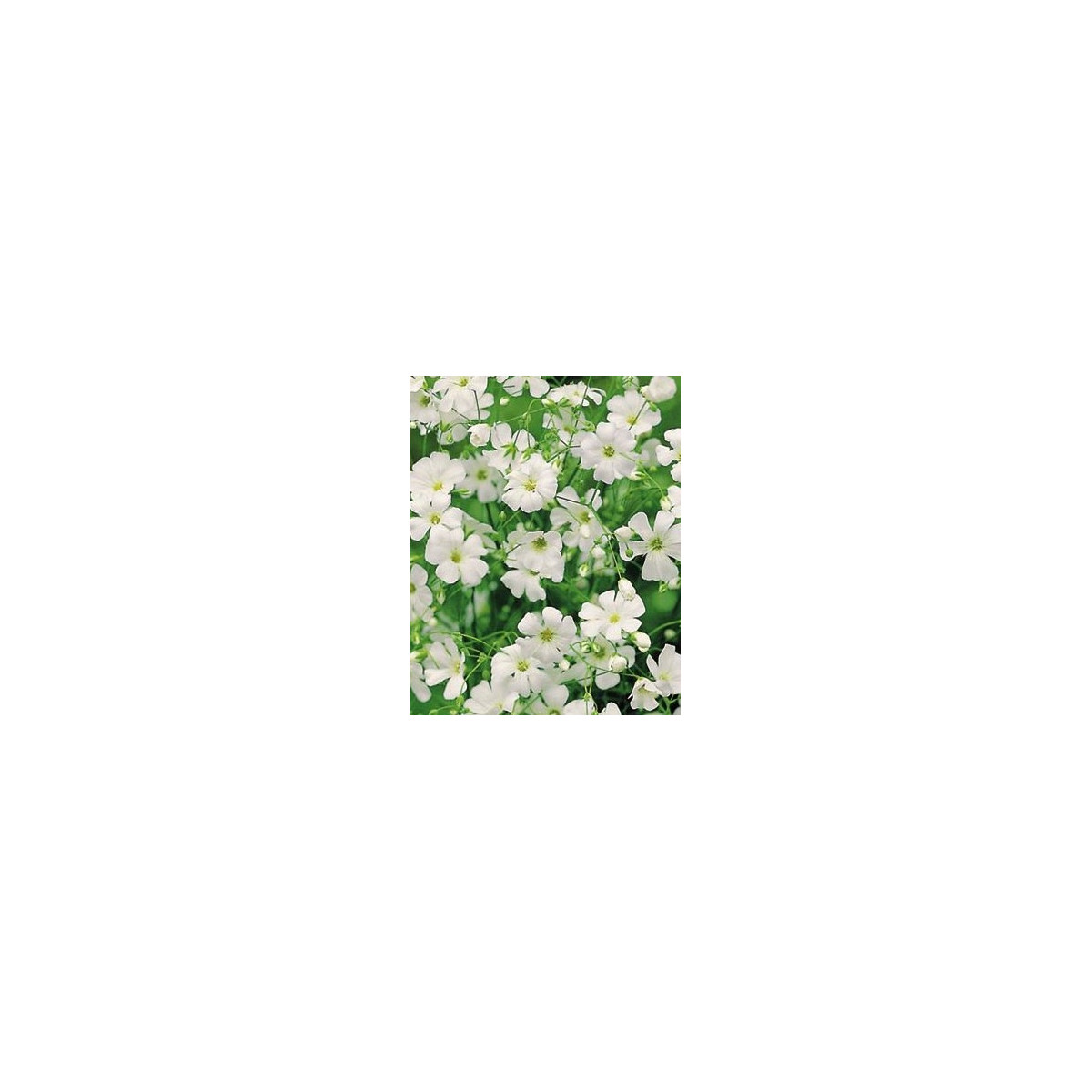 Gypsomilka ozdobná - Gypsophila elegans maxima alba - semená - 150 ks