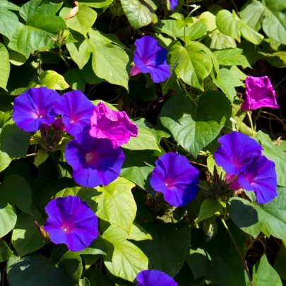 Povojník purpurový - Ipomoea purpurea - semená - 25 ks