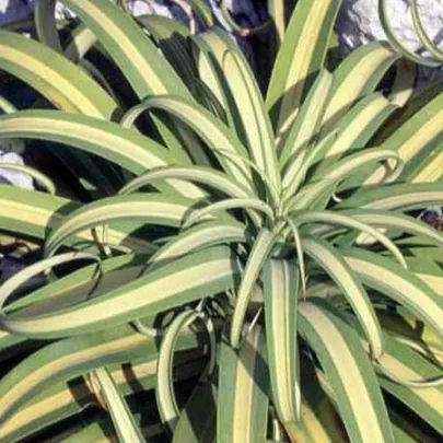 Agáve - Agave bracteosa - semená - 10 ks