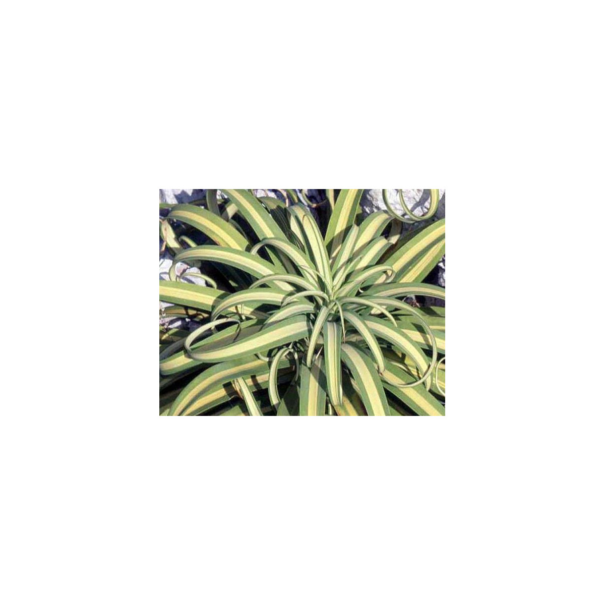 Agáve - Agave bracteosa - semená - 10 ks
