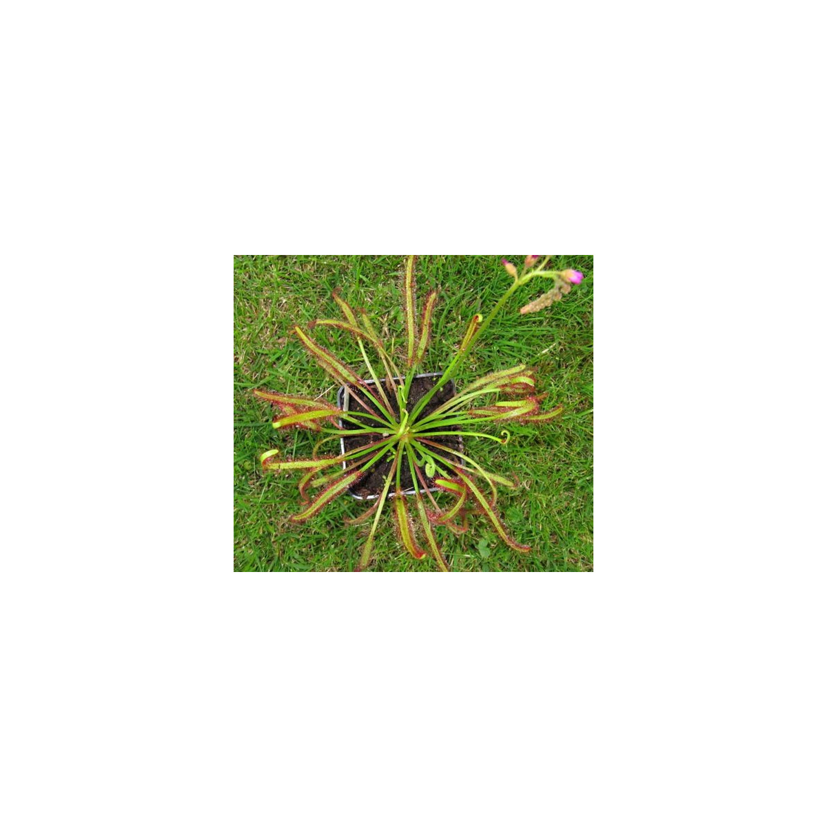 Rosička červená - Drosera capensis Giftberg - semená - 15 ks