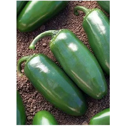 Chilli Chichimeca - semená - 6 ks