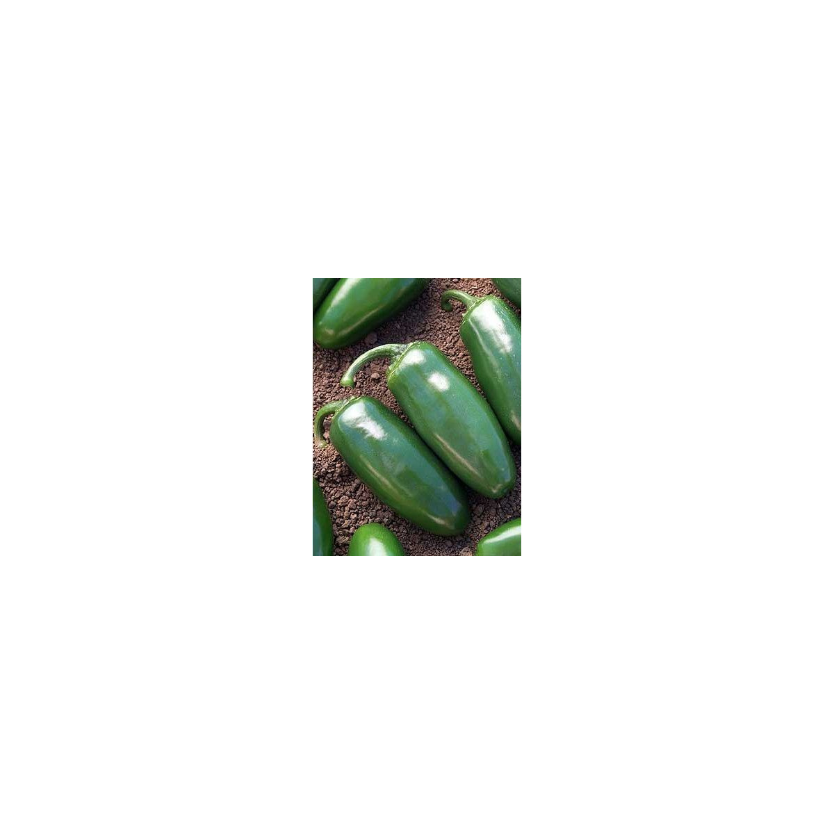 Chilli Chichimeca - semená - 6 ks