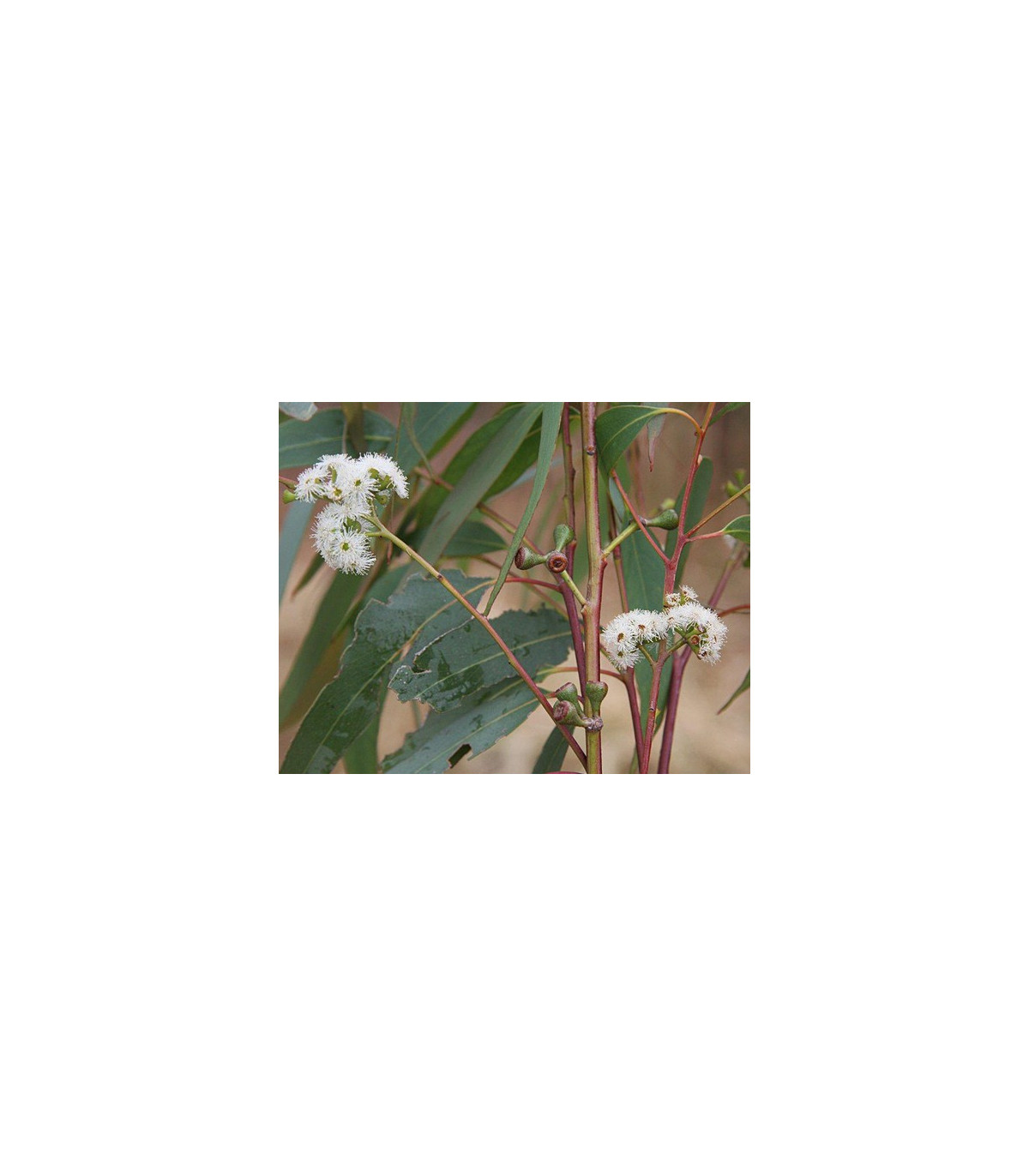 Eukalyptus Kampanulata - Eucalyptus Campanulata - semená - 7 ks