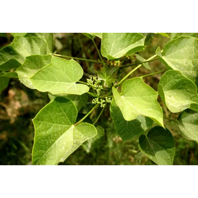 Dávivec čierny - Jatropha curcas - semená - 5 ks