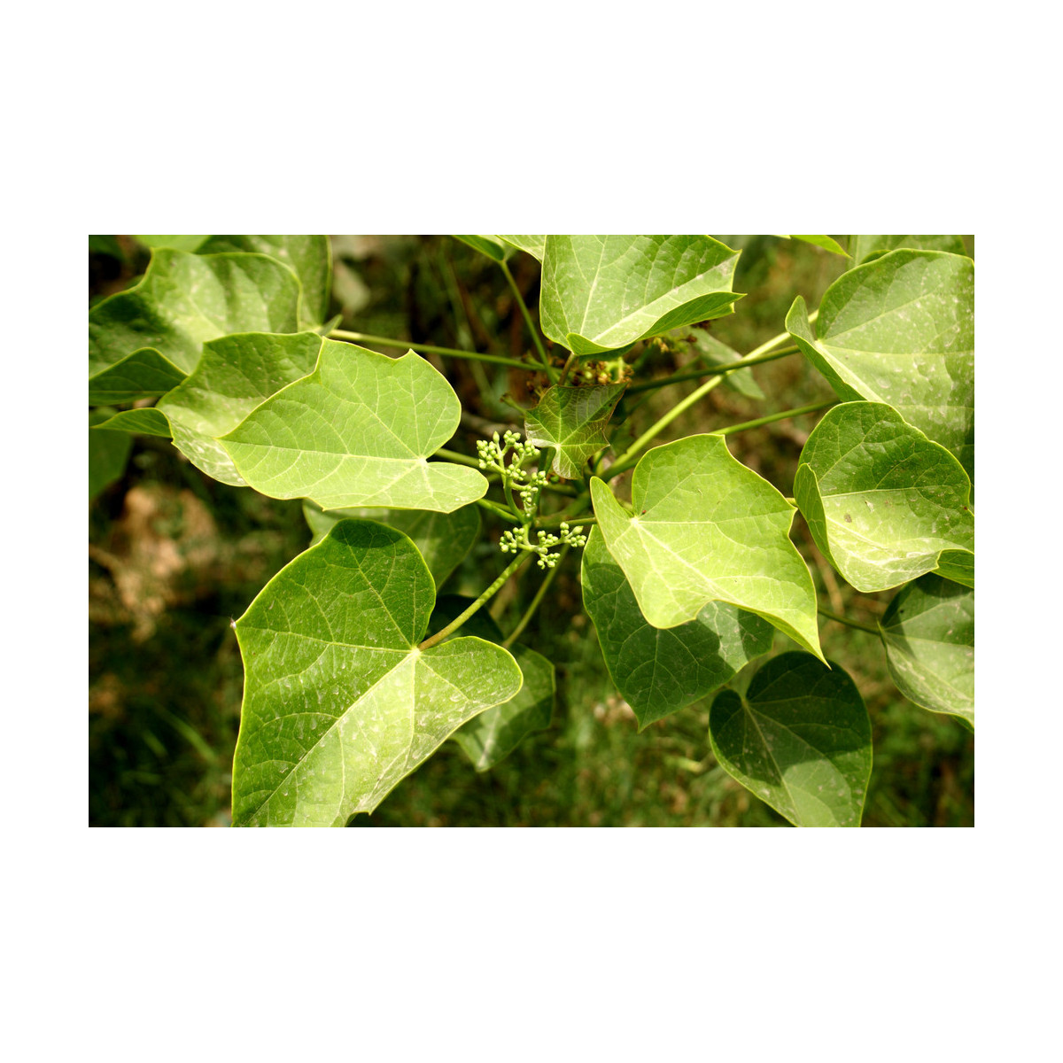 Dávivec čierny - Jatropha curcas - semená - 5 ks