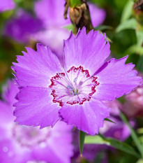 Klinček sibírsky - Dianthus amurensis - semená - 100 ks