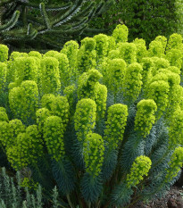 Mliečnik statný - Euphorbia characias - semená - 18 ks