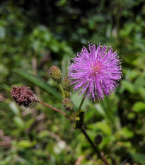 Citlivka obyčajná - Mimosa pudica - semená - 10 ks