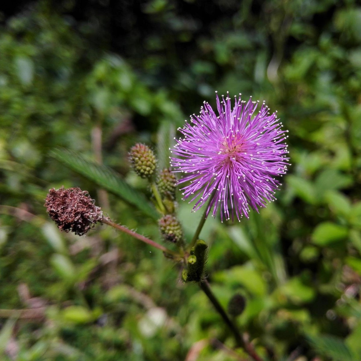 Citlivka obyčajná - Mimosa pudica - semená - 10 ks