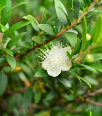 Myrta obyčajná - Myrtus communis - semená - 5 ks