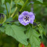 Nikadra machovkovitá - Nicandra physalodes - semená - 30 ks
