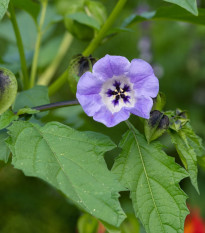 Nikadra machovkovitá - Nicandra physalodes - semená - 30 ks