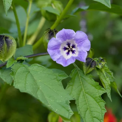 Nikadra machovkovitá - Nicandra physalodes - semená - 30 ks